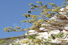 Gyrocarpus americanus